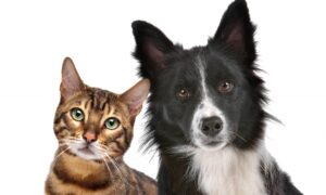 Cats_Dogs_Leopard_cat_White_background_Two_Glance_564617_2560x1706