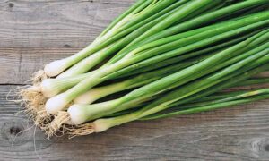 The-Best-Bunching-Fresh-and-Storage-Onion-Cultivars